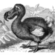 dodo illustration