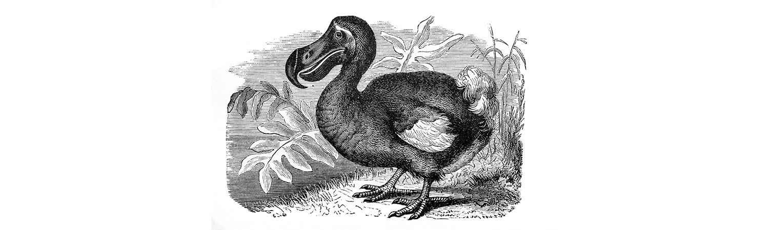 dodo illustration